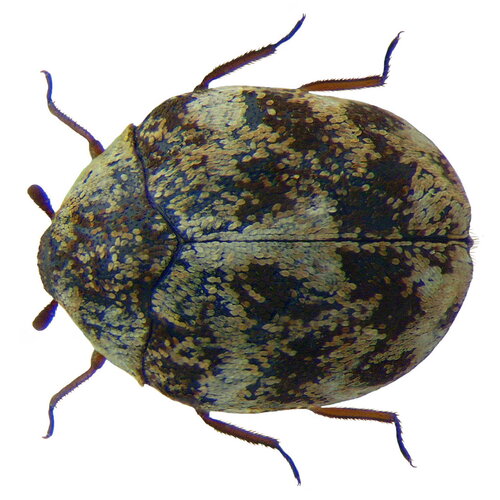 Furniture Carpet Beetle photo 3