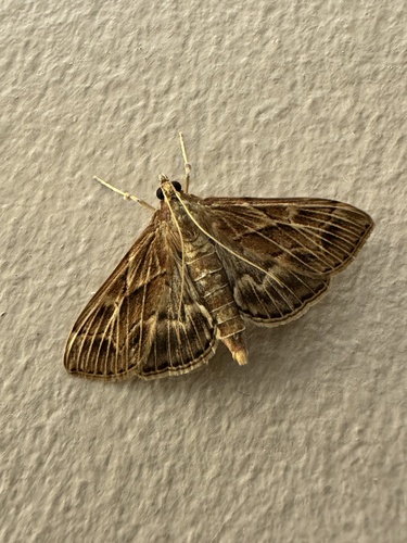 Omiodes blackburni observed 2025-03-23