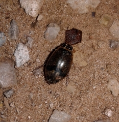 Thermonectus nigrofasciatus