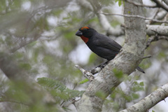 Melopyrrha violacea