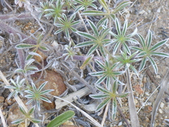 Lupinus tidestromii