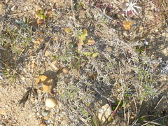 Lupinus tidestromii