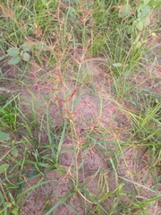 Cyperus sphaerospermus