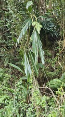 Alpinia uraiensis