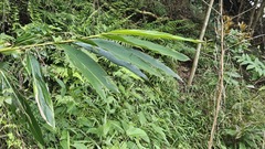 Alpinia uraiensis, photograph 胡正恆(Jackson Hu), CC BY, iNaturalist via GBIF
