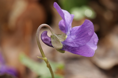 Viola odorata