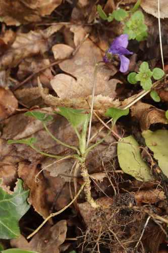 Viola odorata
