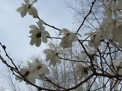 Magnolia loebneri