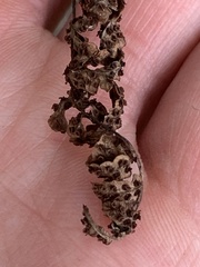Dryopteris lacera, photograph (c) Daniel J. Layton, some rights reserved (CC BY)