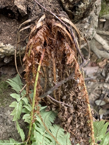 Dryopteris lacera, photograph 6