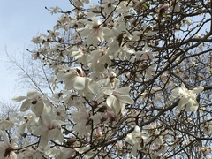 Magnolia loebneri