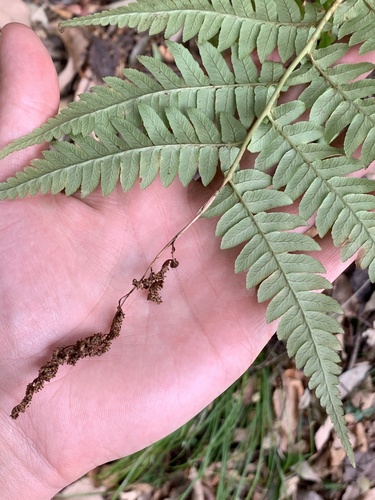 Dryopteris lacera, photograph 3