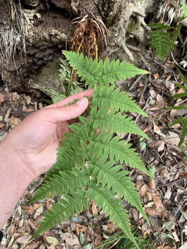 Dryopteris lacera, photograph 4