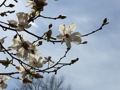 Magnolia loebneri