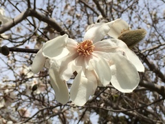 Magnolia loebneri