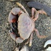 Iron Crab - Photo (c) Karen Pratt, some rights reserved (CC BY-NC), uploaded by Karen Pratt