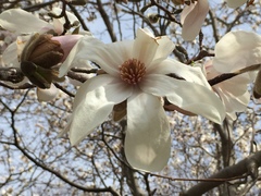 Magnolia loebneri