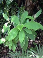 Brachyglottis hectorii