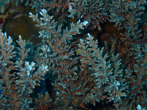 Acropora echinata observed 2025-03-15