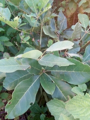 Vitex doniana
