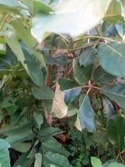 Vitex doniana