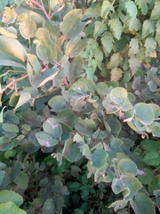 Piliostigma thonningii