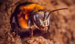 Melipona favosa