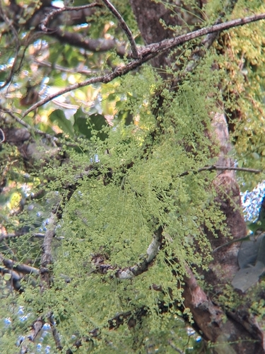Diploclisia glaucescens, photograph 2