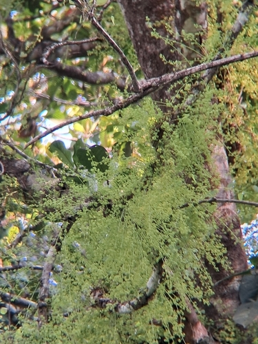 Diploclisia glaucescens, photograph 3