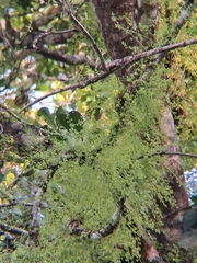 Diploclisia glaucescens, photograph (c) Rama Narayanan, some rights reserved (CC BY)