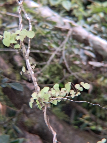 Diploclisia glaucescens, photograph 4