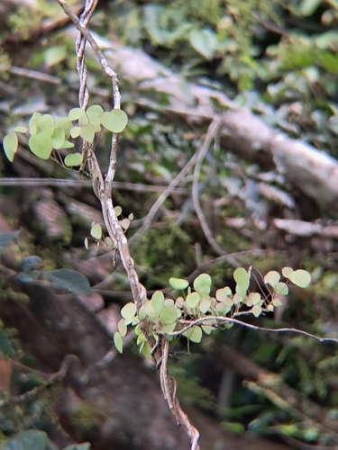 Diploclisia glaucescens, photograph 5