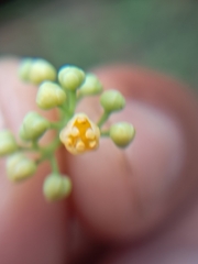 Diploclisia glaucescens, photograph (c) Rama Narayanan, some rights reserved (CC BY)