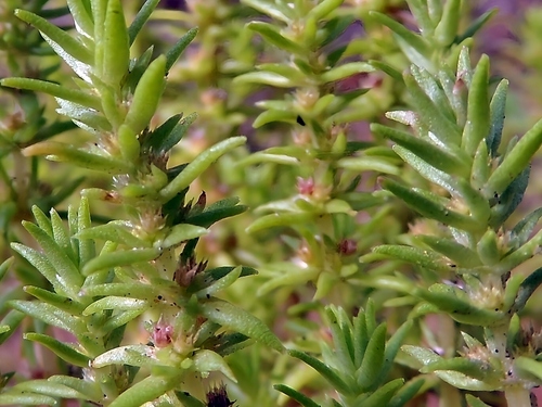Crassula rhodesica
