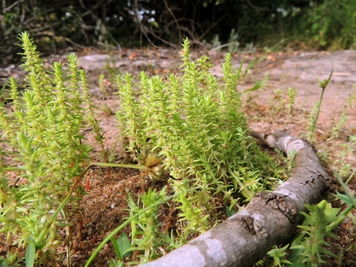 Crassula rhodesica