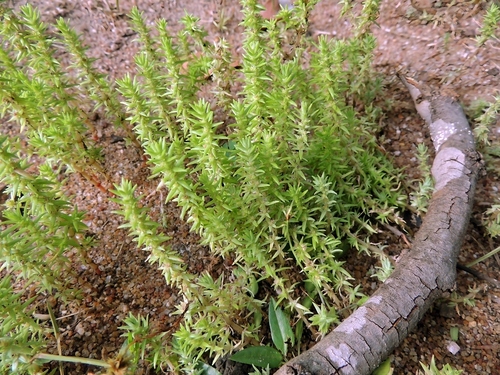 Crassula rhodesica