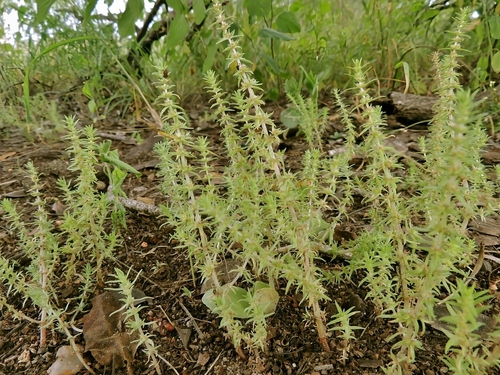 Crassula rhodesica