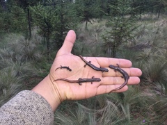 Pseudoeurycea leprosa