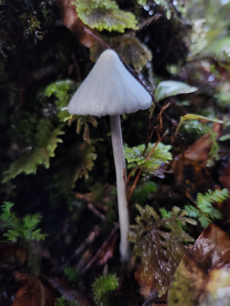 Entoloma hochstetteri · March 2025 · photo: © archie_tarn (iNaturalist, cc-by)