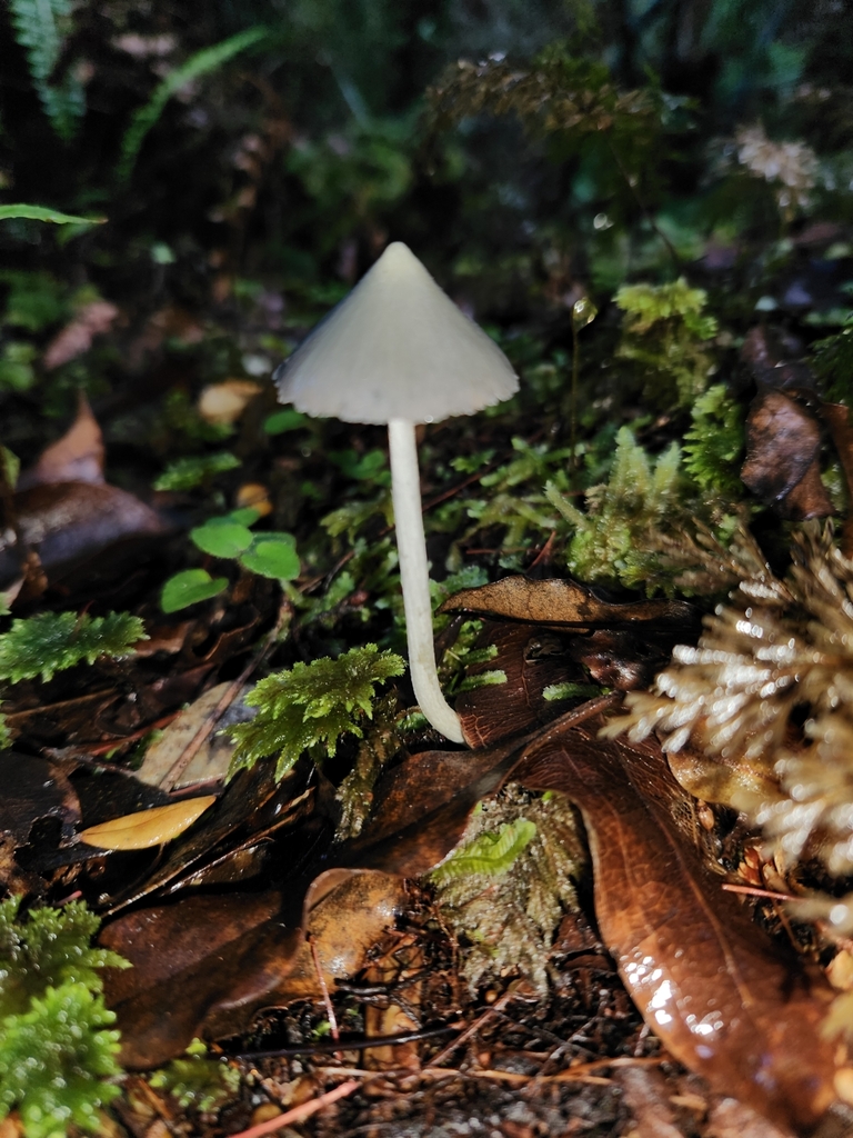 Entoloma canoconicum · March 2025 · photo: © archie_tarn (iNaturalist, cc-by)