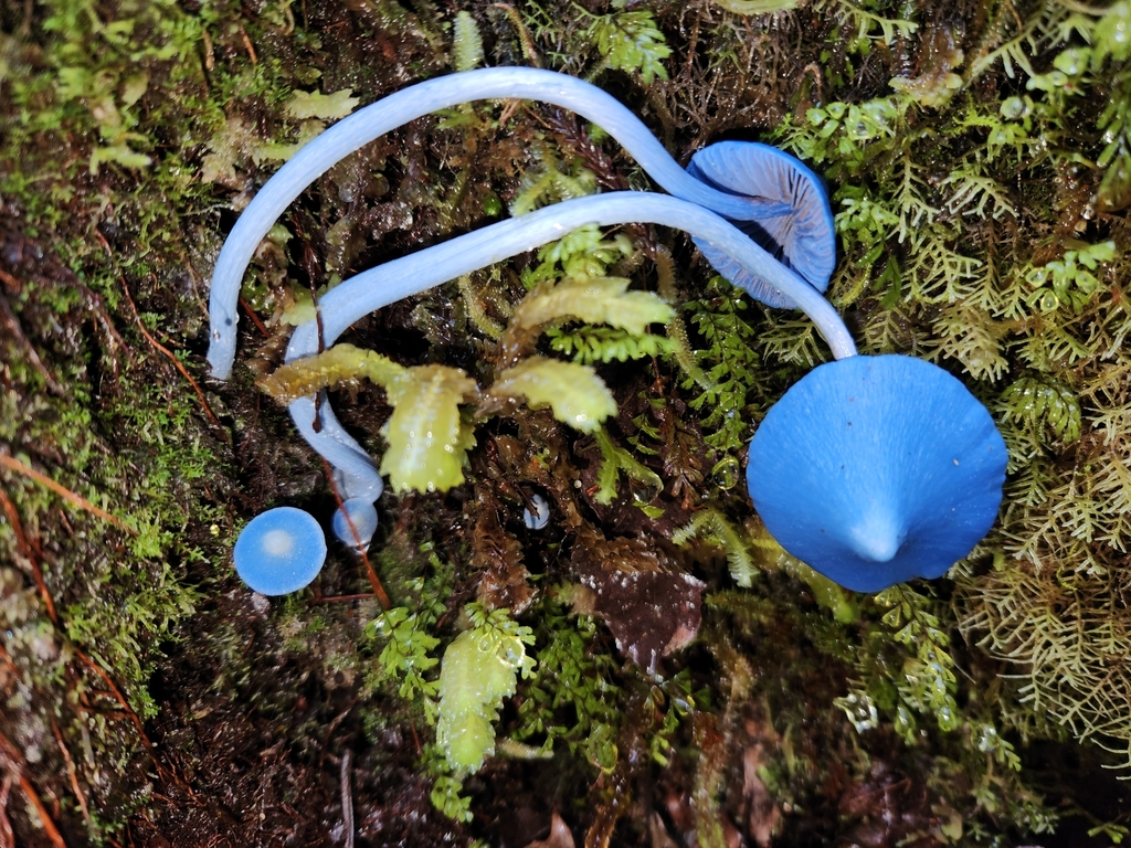 Entoloma hochstetteri · March 2025 · photo: © archie_tarn (iNaturalist, cc-by)