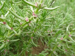 Nitrophila occidentalis