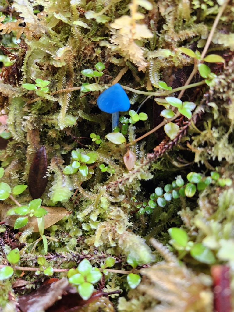 Entoloma hochstetteri · March 2025 · photo: © archie_tarn (iNaturalist, cc-by)
