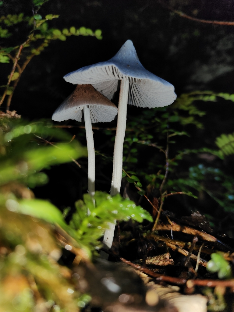 Entoloma hochstetteri · March 2025 · photo: © archie_tarn (iNaturalist, cc-by)