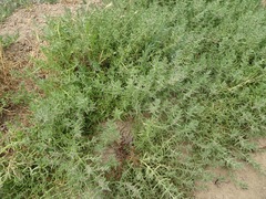 Nitrophila occidentalis