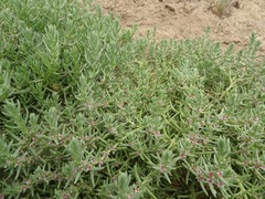 Nitrophila occidentalis