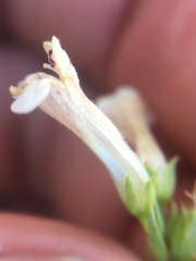 Penstemon deustus
