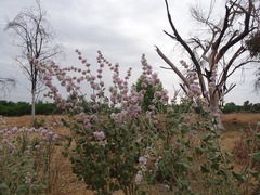 Malacothamnus fremontii