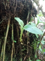 Malaxis spicata