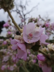 Malacothamnus fremontii